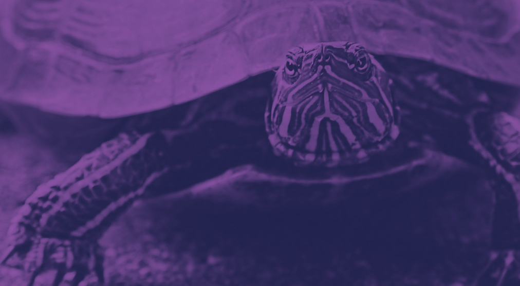 Turtles All the Way Down